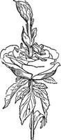 rose illustration vintage. vecteur