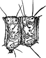 teigne de la farine ou ephestia kuhniella, illustration vintage. vecteur