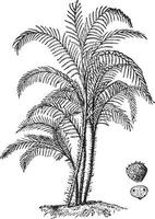 illustration vintage de palmier mince. vecteur