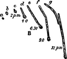 bacille ramosus, illustration vintage. vecteur