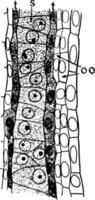 illustration vintage de cellules de microspores. vecteur