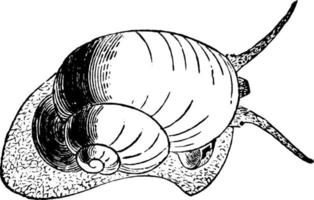 escargot d'étang, illustration vintage. vecteur