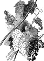 illustration vintage vitis vulpina. vecteur