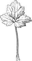 feuilles, renoncule, fleur, palmated, illustration vintage divisée. vecteur