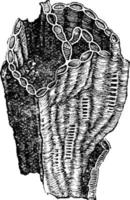 chaîne-corail halysites catenulatus illustration vintage. vecteur