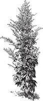 illustration vintage d'artemisia lactiflora. vecteur