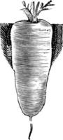 illustration vintage de corne écarlate précoce. vecteur