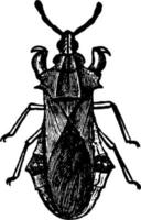 bug d'embuscade déchiqueté, illustration vintage. vecteur