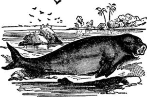 dugong, illustration vintage. vecteur