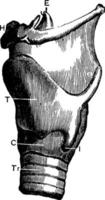 vue latérale du larynx, illustration vintage. vecteur