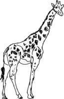 dessin de girafe, illustration, vecteur sur fond blanc.