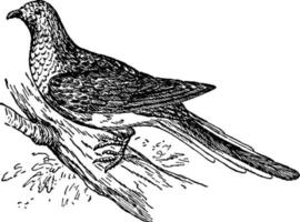 pigeon voyageur, illustration vintage vecteur
