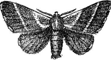 imago de chenille de tente, illustration vintage. vecteur