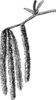 illustration vintage de branche de bouleau doux. vecteur