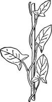 illustration vintage de plantes grimpantes. vecteur