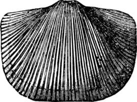 orce mollusque, illustration vintage vecteur