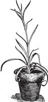 illustration vintage de plante d'oeillet. vecteur