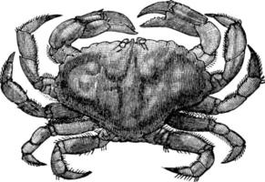 crabe commun, illustration vintage. vecteur
