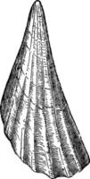 illustration vintage de pinna bullata. vecteur