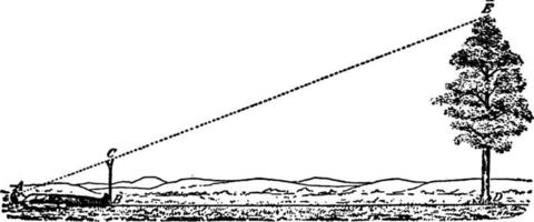 personne mesurant la hauteur de l'arbre, illustration vintage. vecteur