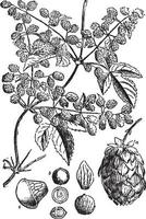 illustration vintage de houblon. vecteur