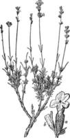 fleur, calice, lavandula, angustifolia, illustration vintage de lavande. vecteur