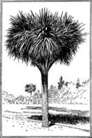 illustration vintage de palmier dracena. vecteur