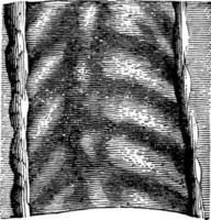 piste trilobite, illustration vintage vecteur