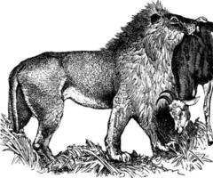 lion, illustration vintage. vecteur