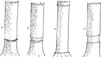 illustration vintage d'arbre ceinturant. vecteur