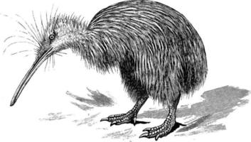 kiwi, illustration vintage. vecteur