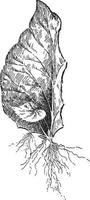 coupe de feuilles d'une illustration vintage de bégonia. vecteur