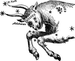 illustration vintage de taureau. vecteur