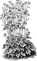 illustration vintage d'anémone japonica. vecteur