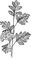 illustration vintage de crataegus pinnatifida. vecteur