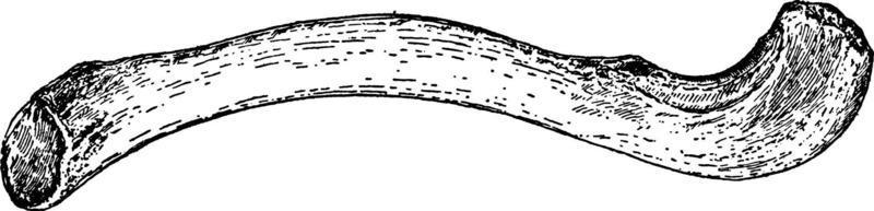 la clavicule humaine, illustration vintage. vecteur