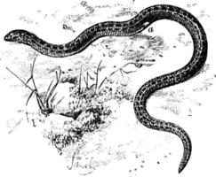 serpent, illustration vintage. vecteur