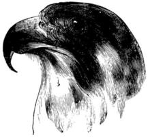 tête d'un faucon pèlerin, illustration vintage. vecteur