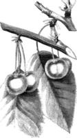 variété d'illustration vintage de cerises. vecteur