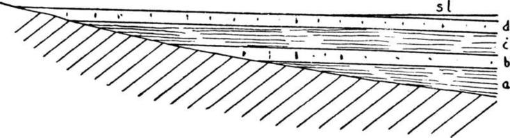 strates de la plaine côtière, illustration vintage. vecteur