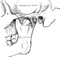 temporo-mandibulaire, illustration vintage. vecteur