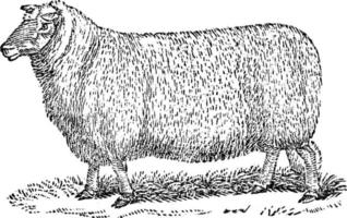 mouton ou ovis, illustration vintage. vecteur
