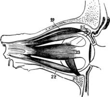 muscles du globe oculaire humain, illustration vintage. vecteur