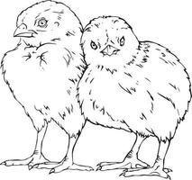 deux poulets dessin noir et blanc. pour illustrations et cahiers de coloriage vecteur