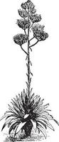 illustration vintage d'agave. vecteur