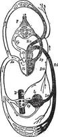 coeur divisé en moitiés gauche et droite, illustration vintage. vecteur