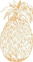 croquis dessiné à la main d'ananas. vecteur