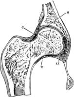 section de l'articulation de la hanche, illustration vintage. vecteur