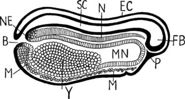 section verticale longitudinale de l'embryon de grenouille embryon de grenouille, illustration vintage. vecteur