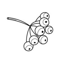 branche de sorbier avec des baies. illustration vectorielle isolée sur fond blanc. livre de coloriage vecteur